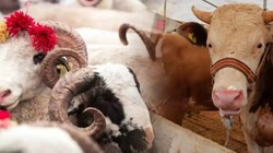 Kurban Bayramı Öncesi Tümden Değişti! Artık Zorunlu Oldu