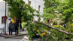 Fırtınada Kopan Dallar Taksi Durağına Düştü, Araçlar Zarar Gördü