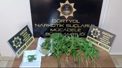 Hatay'da Hint Keneviri Operasyonu! 20 Kök Bulundu