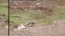 Elazığ’da Dağ Keçileri Görüntülendi