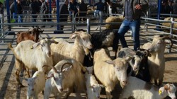 Gönen’de Şap Hastalığı Nedeniyle 16 Mahalle Karantinaya Alındı