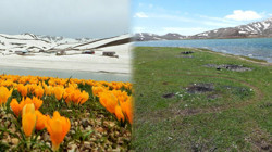 İnsanların Tahrip Ettiği Eğrigöl Yaylası'nda Bu Yıl Çiçek Açmadı