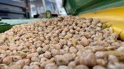 Karsta 40 Dönümlük Arazide Üretime Başladı! Yaz Sonu Hasat Yapılacak