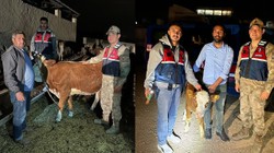 Şanlıurfa’da Çalınan Büyükbaş Hayvanlar Jandarma Tarafından Bulundu