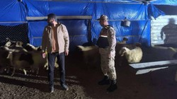 Kilis’te Kayıp Küçükbaş Hayvanlar Bulunarak Sahibine Teslim Edildi