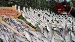 Ne Somon Ne Mezgit Ne de Hamsi! Mayıs Ayında Yenilen Balıklar Bakın Hangisi