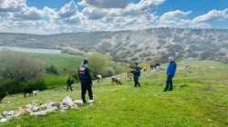 Kaybolan Hayvanları Jandarma Buldu