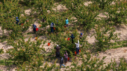 Malatya Kayısısına Rakip Hasat Başladı! Verimi Yüksek Olacak, Köylüler Coşkuyla Kutladı
