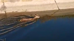 Sulama Kanalına Düşen Karaca Kurtarıldı