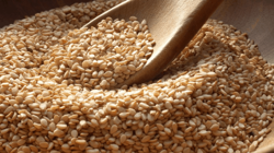 Yunanistan'a Gönderilen Susamda Ölümcül Tehlike