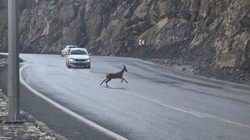 Hakkari-Van Yolunda Dağ Keçisi Göçü