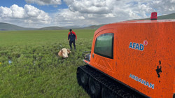 Ardahan’da Bataklığa Saplanan İnek AFAD Ekiplerince Kurtarıldı