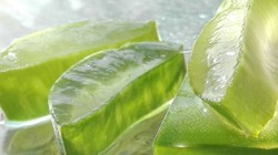 Ev Yapımı Aloe Vera Yüz Kremi Nasıl Yapılır? Meğer Bu Kadar Basitmiş