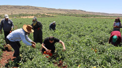 Aylar Sonra Bereketli Hasat Başladı! Tarlada 20, Markette 100 Liradan Alıcı Buluyor