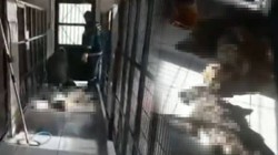Vahşetin Adresi Bu Kez Bursa! Hayvan Barınağında Yine Köpek Katliamı