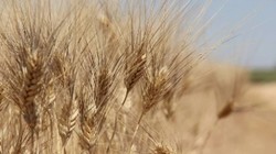 BUĞDAY-ARPA ALIM FİYATLARI 2025: TMO Ekmeklik, Makarnalık Buğday ve Arpa Fiyatı ne Kadar, Kaç TL?