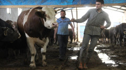 Tam 1 Ton 250 Kilogram... Tosun'un Fiyatı Dudak Uçuklattı