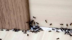 Evdeki Böcek ve Karıncaları Anında Yok Ediyor! Sirke ve Karbonattan 100 Kat Daha Etkili