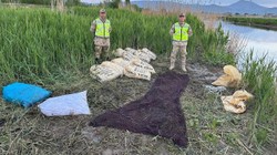 Van'da 3 Ton 370 Kilogram İnci Kefali Ele Geçirildi