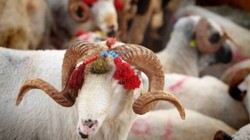 Kurban Kesmek Kimlere Vacip? Diyanet İşleri Başkanlığı Açıkladı
