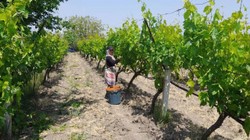 Yaprağı Ayrı Meyvesi Ayrı Para Ediyor! Manisa Sarıgöl'de Hasat Başladı, Günlük 1500 TL Kazandırıyor