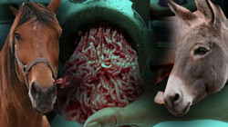 Bakanlık Tek Tek İfşa Etti: Kıymada Yine At ve Eşek Eti Skandalı