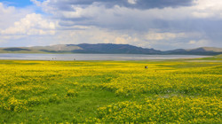 Van'daki 'Sarı Cennet'e Akın