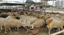 Kurban Bayramı'na Sayılı Günler Kala Pazarlık Arttı! Küçükbaş Kurbanlıklar Ne Kadar?