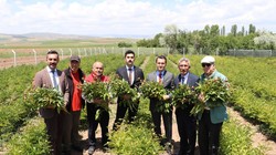 Sivas'ın Gözdesinin Hasadı Başladı