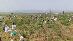 Hasat Ettiği Ürünleri Satamayınca Bedava Dağıttı! Duyan Binlerce Kişi Tarlaya Akın Etti