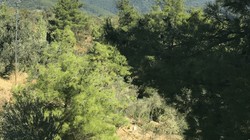 Kaz Dağları'nın Rehabilitasyonu Meclis Gündeminde
