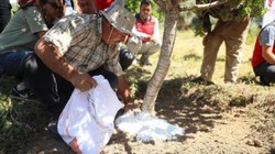 10 Yıl Önce Ekildi İlk Kez Hasat Yapılacak! Kilosu 30 Bin Lira, Yılda 3 Kez Hasat Yapılacak