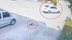 Görenler Kahroldu... Yavru Kedi Öldü, Annesi Başından Ayrılmadı