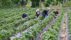 Fındık Bahçesine Alternatif Olarak Ekti Rekor Hasat Bekliyor