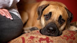 Bu Burçlar Köpeklerin Uzağından Bile Geçmek İstemiyor