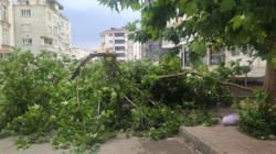 Batman’da Şiddetli Rüzgâr Faciayı Teğet Geçti: Ağaç, Park Halindeki Aracın Üzerine Devrildi
