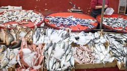 Haziran Ayında Hangi Balıklar Tüketilmeli? İşte Sofraları Süsleyen 5 Lezzetli Balık Türü