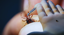 Kene Kabusu Geri Döndü! Sağlık Bakanlığı'ndan Kırım Kongo Kanamalı Ateşine Karşı Uyarı: Temasa Dikkat