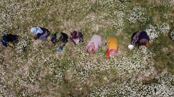 Köylüler Dağ Tepe Demeden Elleriyle Saatlerce Topluyor! Kilosu 260 Liraya Satılıyor