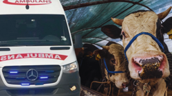 İstanbul'da Kurban Bayramı'nın İlk Gününde 829 Kişi Hastanelik Oldu: 1 Kişi Hayatını Kaybetti