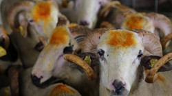 Kurban Eti Tüketilmeden Önce Ne Kadar Bekletilmeli? Uzmanlardan Kritik Uyarı