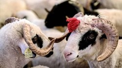 Kurban Kesimi Ne Zamana Kadar Yapılabilir? Kurban Kesim Vakti Ne Zaman Biter?