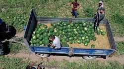 Yeşil Altında Hasat Başladı, Tarlada 9 Liradan Satılıyor! Son 1 Hafta Kaldı, Fiyatları Uçuşa Geçecek
