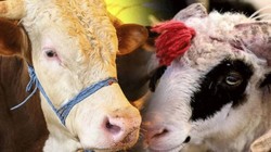 En Pahalı Kurbanlık O İlde Satıldı! Fiyatıyla Rekor Kırdı