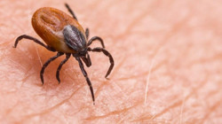 Tomarza’da Kene Tehlikesi: Boş Arazide Kene Görüntülendi