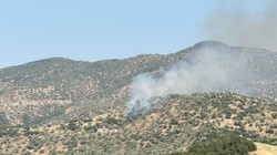 Aydın'da Zeytinlik Alandaki Yangın Söndürüldü