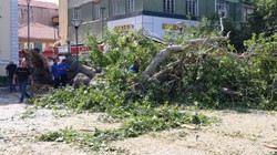 Bina Yıkılıyor Sandılar! Asırlık Çınar Ağacı Devrildi