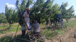 Kilosu 300 Lira! Avrupa Peşinde Koşuyor... Hasat Başladı