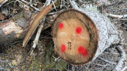 Kaçak Ağaç Kesimi Davasında Karar Çıktı
