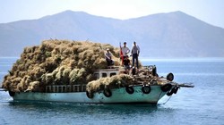 Mersin’de Korkunç Olay! Bir Günde Sayısı 2’den 8’e Çıktı! 'Bunlar Adamı Yer' Diyerek Uyardı